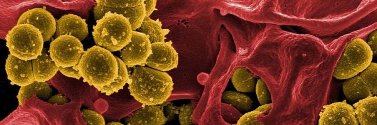 Bactérias Resistentes a Antibióticos