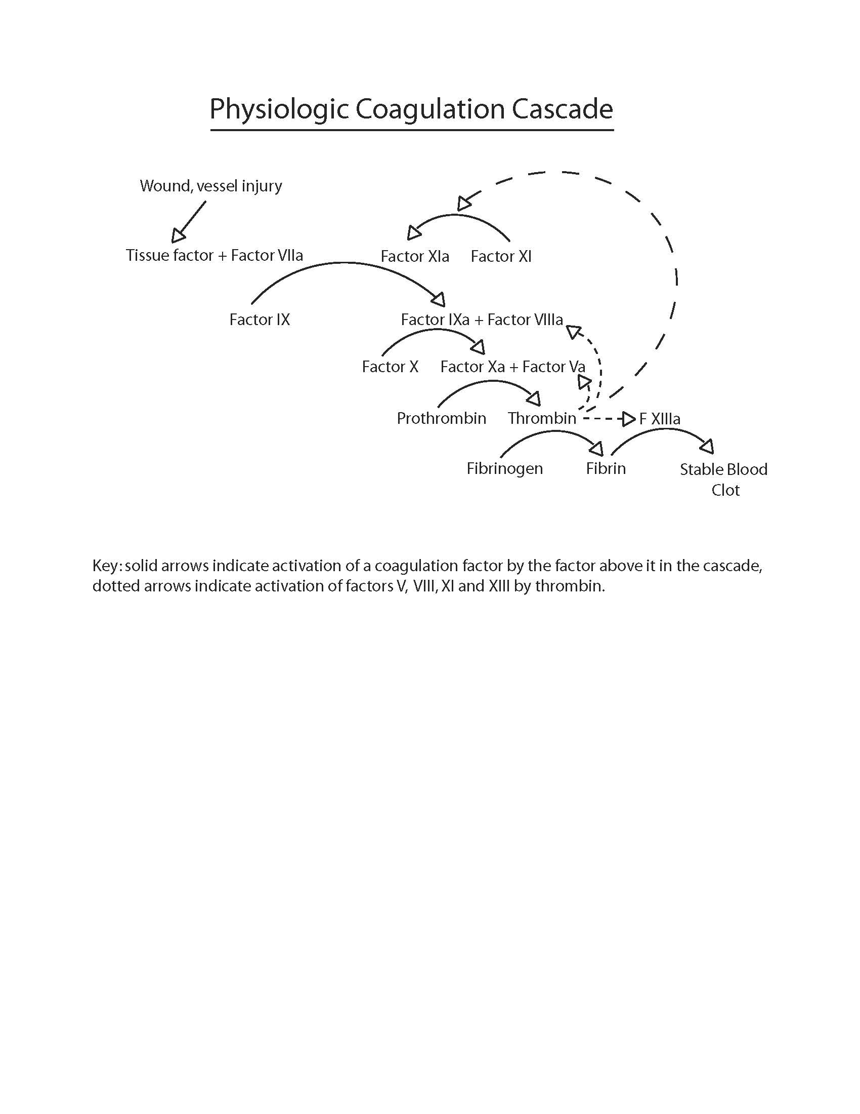 Diagram of the physiologic coagulation cascade