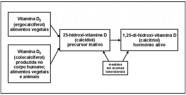 Fontes e Formas de Vitamina D